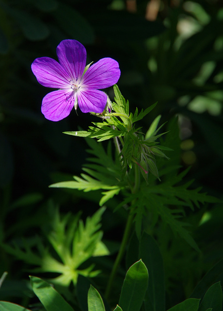 geranium