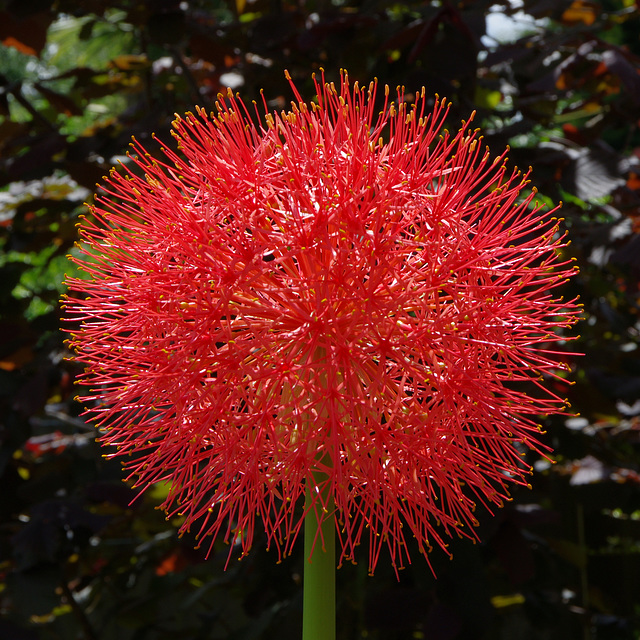 Blood Lily