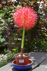 Scadoxus multiflorus