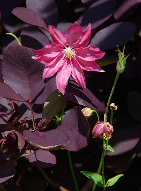 simple aquilegia