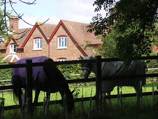 Horses, West Sussex