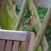 hen chaffinch