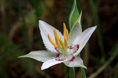 Lyall's Mariposa Lily