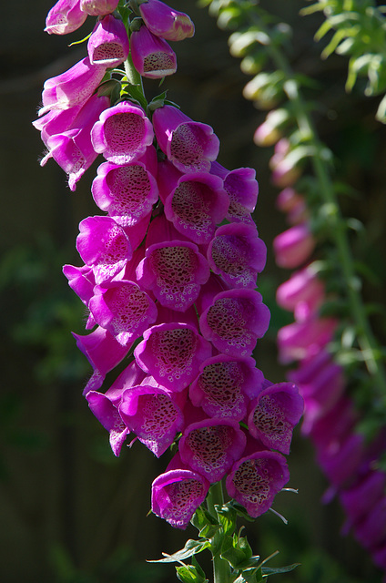 Digitalis purpurea