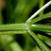 Galium aparine - Gratteron