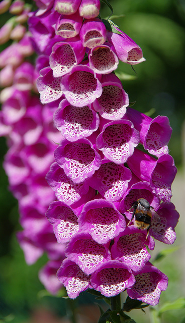 Foxglove