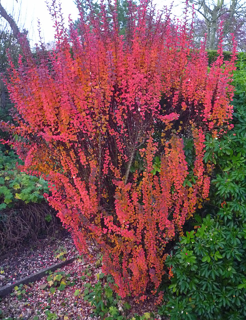 berberis ablaze