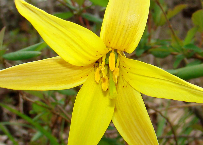 Trout Lily