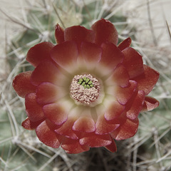 Echinocereus coccineus (half saturation)