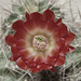 Echinocereus coccineus (half saturation)