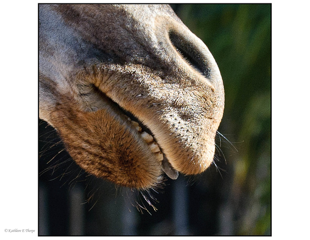 Giraffe Whiskers