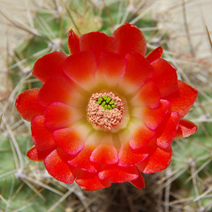 Echinocereus coccineus (natural colour)