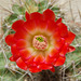 Echinocereus coccineus (natural colour)