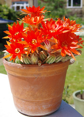 Echinopsis chamaecereus