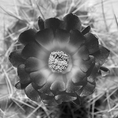 Echinocereus coccineus (monochrome)