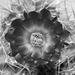 Echinocereus coccineus (monochrome)