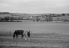 Horses in Hertfordshire