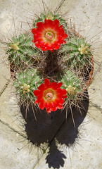 Echinocereus coccineus