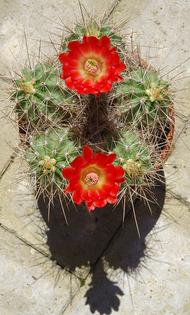 Echinocereus coccineus