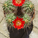 Echinocereus coccineus