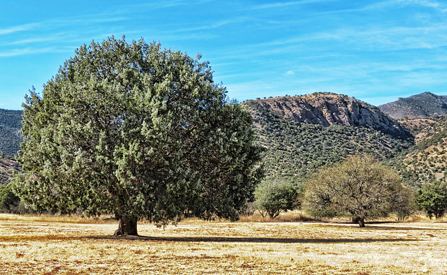 Juniper Tree