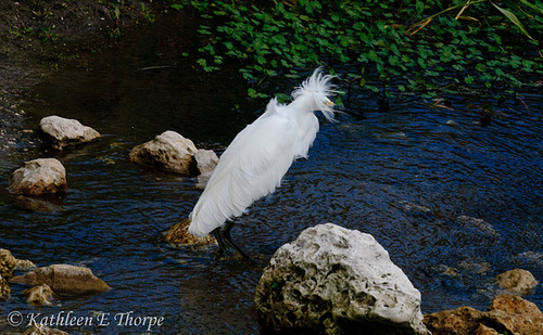 Snowy Egret 012114-01