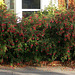 Fuchsia hedge