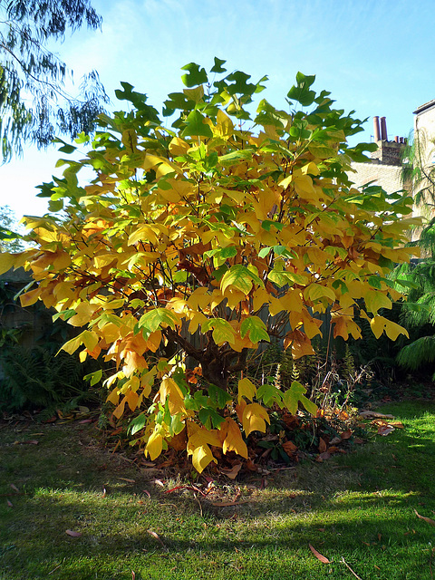 Green, Gold, Russet