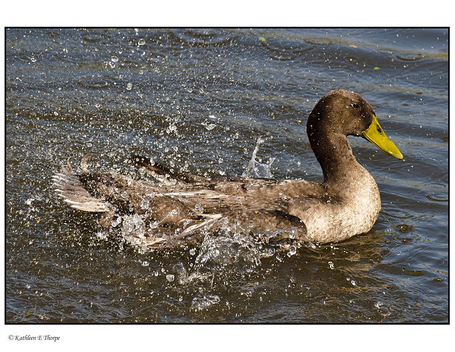 Mallard Hen Splashing