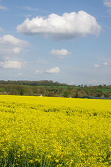 white, blue, yellow