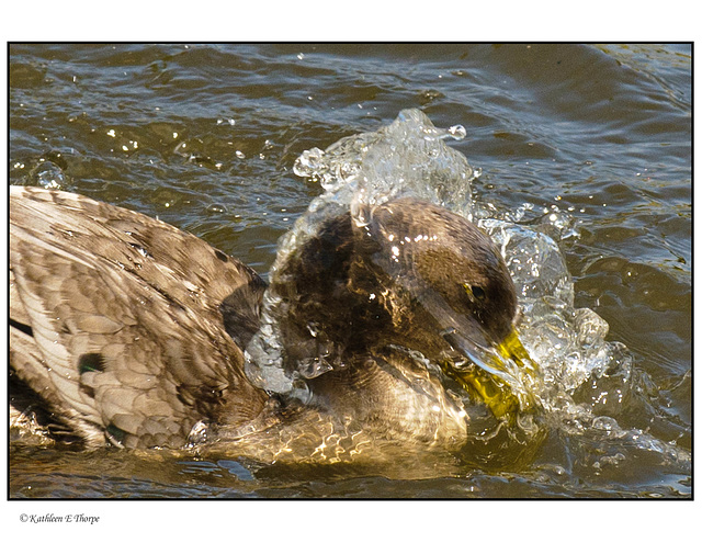 Mallard Hen Splashing