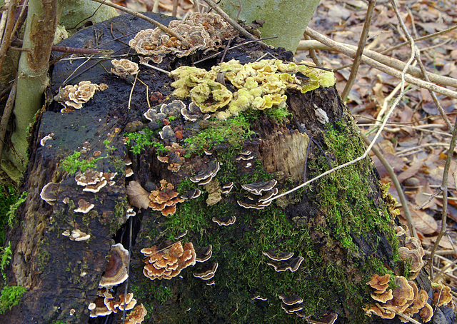 Four types of bracket fungus