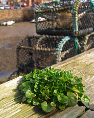 Plant Life - Crail Harbour 1