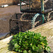 Plant Life - Crail Harbour 1