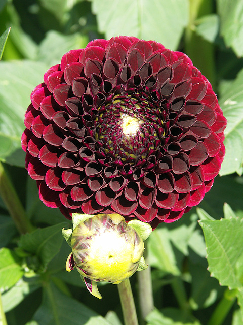 Dahlia