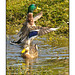 Mallard and Friend