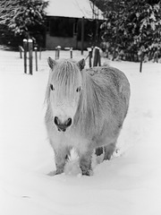 White horse in the snow (2)