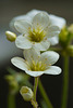 Saxifraga Carpet White