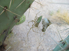 Green Lynx Spider