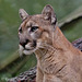 Female Florida Panther