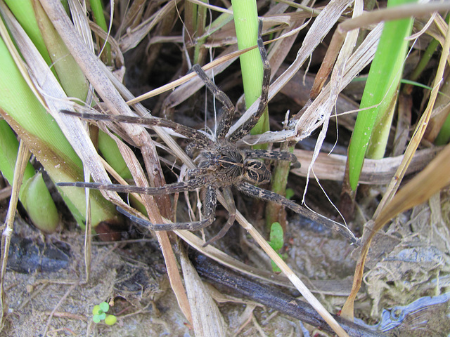 Fishing Spider