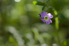 Dainty Virginia Stock Blossom