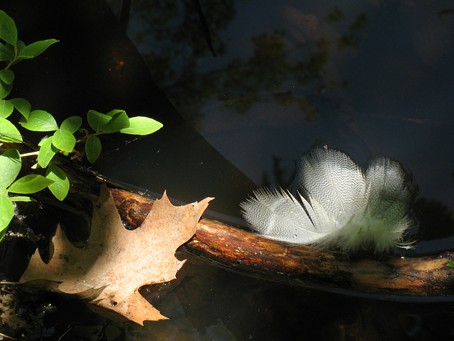 Feathers Floating Feathers Floating