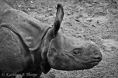 Baby Indian Rhino born July, 2011