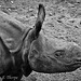 Baby Indian Rhino born July, 2011