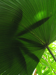 Fan Palm