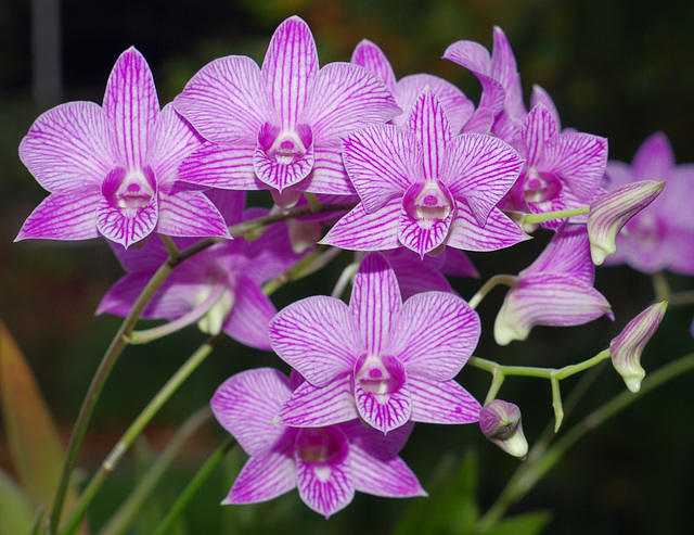 Dendrobium hybrid