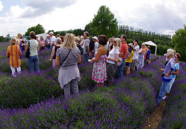 Getting the lowdown on lavender