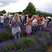 Getting the lowdown on lavender