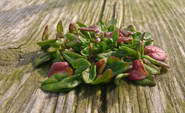 Plant Life - Crail Harbour 2